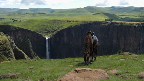 dark chestnut horse with saddle eats green grass by canyon waterfall