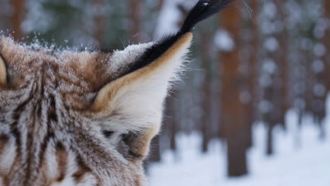 lynx ear in winter