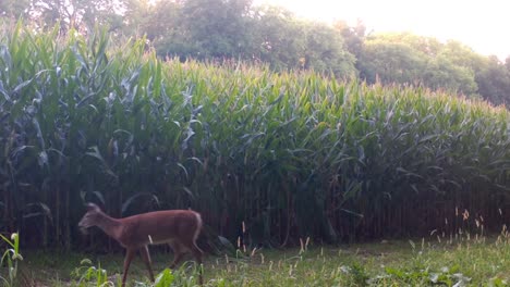 Whitetail-Jährling,-Der-Im-Frühherbst-In-Der-Nähe-Eines-Maisfelds-Im-Oberen-Mittelwesten-Vorsichtig-Spaziert,-Während-Gras-Aus-Seinem-Maul-Hängt