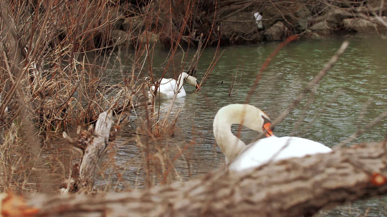 movimiento lento de dos cisnes en el agua nadando y buscando comida