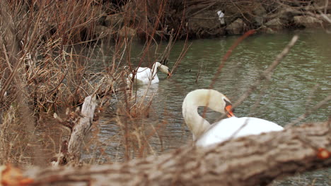 Cámara-Lenta-De-Dos-Cisnes-En-El-Agua-Nadando-Y-Buscando-Comida