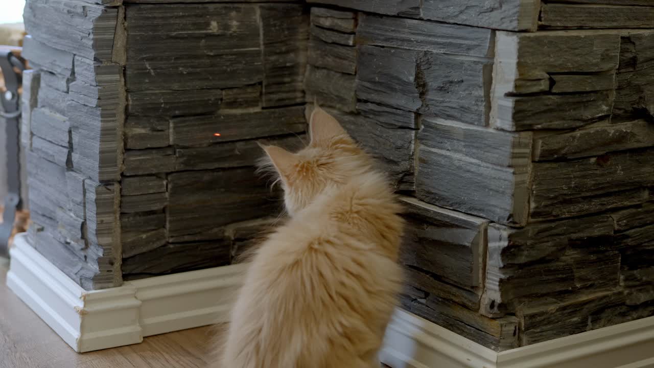 Maine Coon kitten sitting in a corner of rock wall playfully chasing laser pointer light, facing away from camera