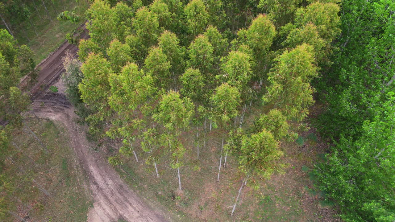 Eucalyptus trees grow in rows on sustainable plantation, Paraná Delta, Argentina