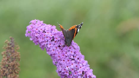 vanessa atalanta or the red admiral butterfly drinks nectar from a flowering plant, buddleja davidii also called summer lilac, butterfly-bush, or orange eye