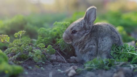 un conejo bebé lindo en un jardín