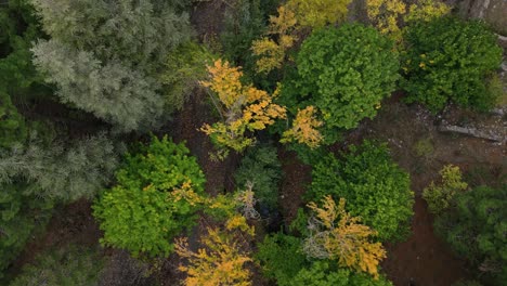 reverse overhead aerial view over golden forest in autumn