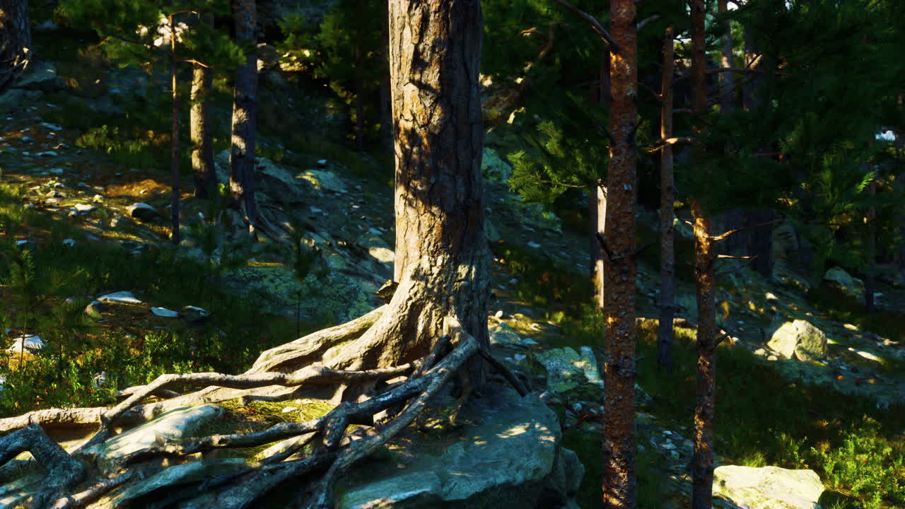 높은 소나무 와 뿌리 가 있는 숲
