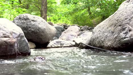 mysterious mountainous fast stream. magical scenery river in the middle of forest. looping continuous video.