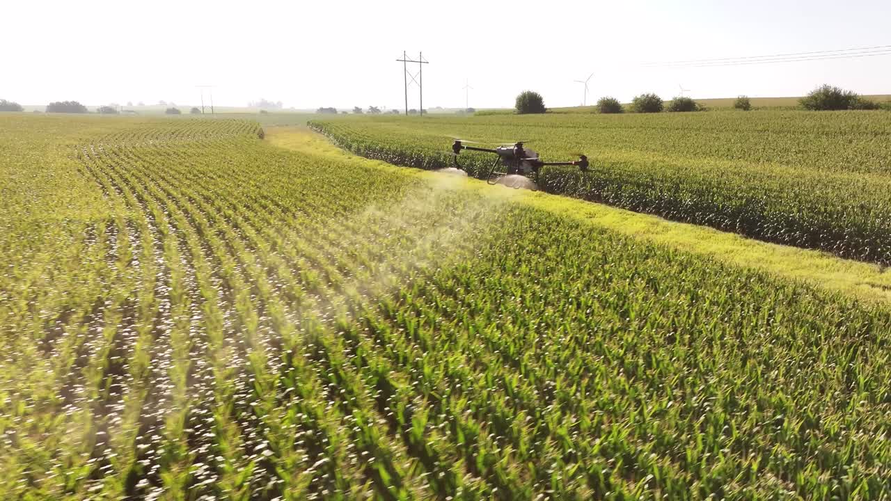 Drone agricolo che irrora sostanze chimiche su un campo di mais in Iowa in estate