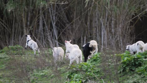 toma en cámara lenta de un lindo y juguetón rebaño de corderos saltando y corriendo uno detrás del otro en cerdeña, italia