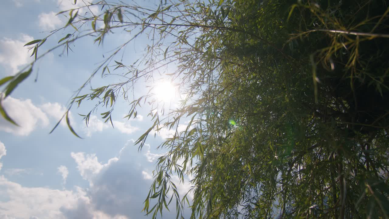 Panning down shot of tree leaves leaning downward against blue sky and sun in Lake Como, Italy (Lago di Como, Italia)