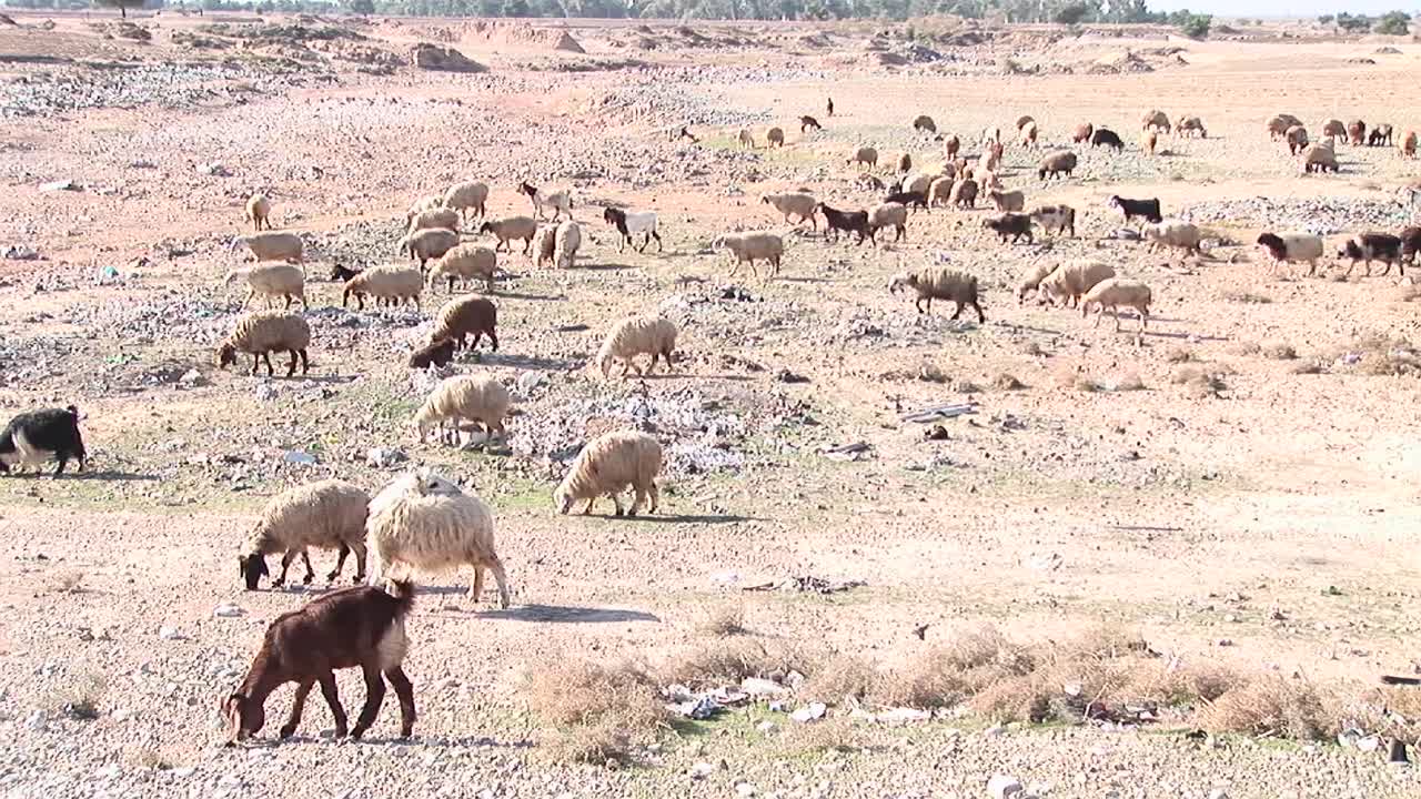 Getter och får korsar en karg slätt i Iran.