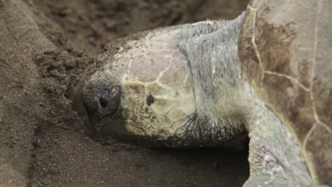 una tortuga marina cava en la arena mientras pone huevos 2
