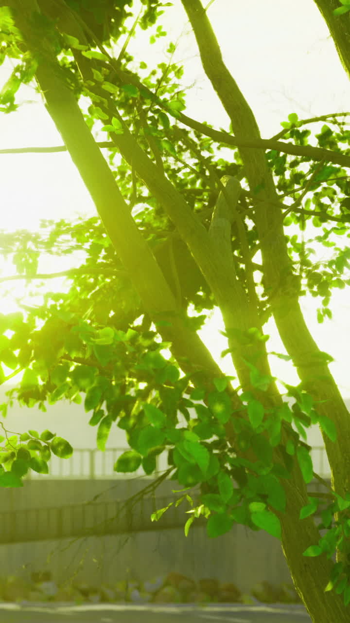Sunlight filtering through green leaves near a tranquil lakeside setting