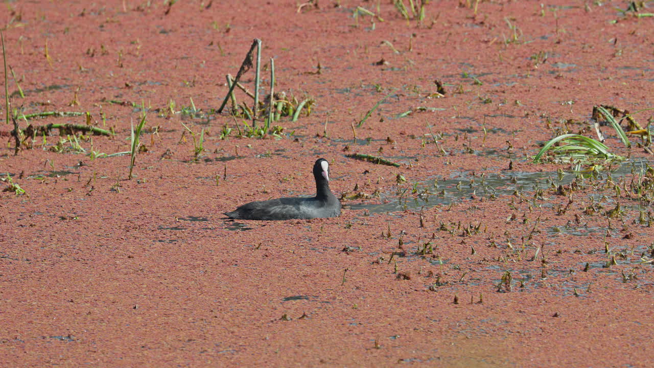 A common coot swimming in a lake and searching food in keoladeo bird sanctuary, India.