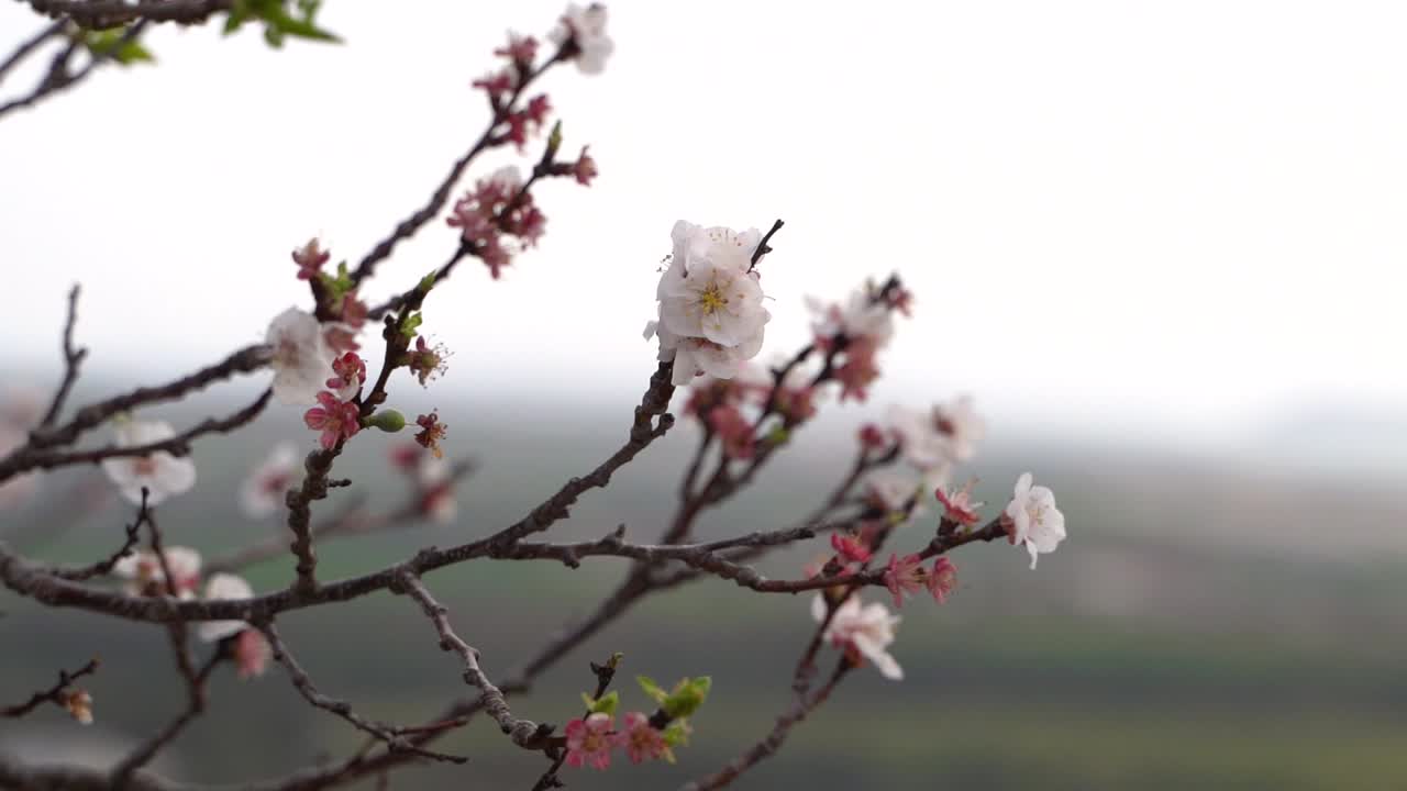 배경 흐림이 있는 시작 벚꽃을 닫습니다.