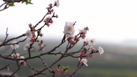 靠近初始的<unk>花与背景模糊