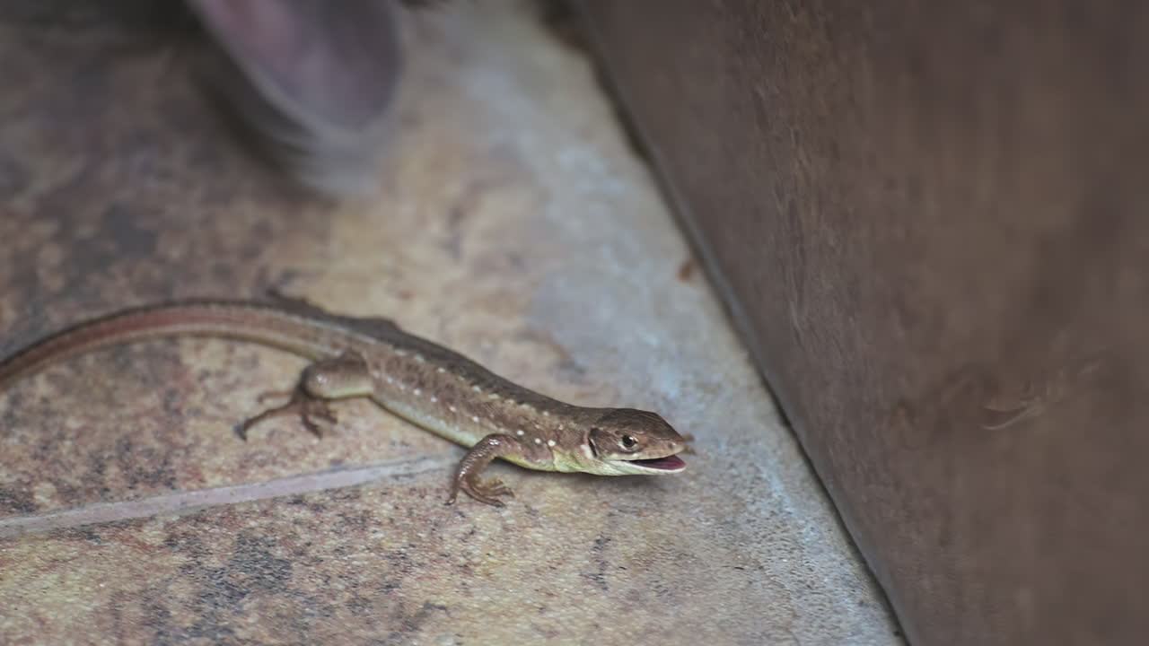 Gray cat's paw touching a small lizard on a stone floor