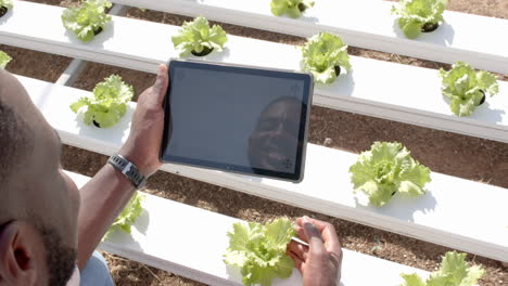 using tablet, farmer inspecting hydroponic lettuce in greenhouse