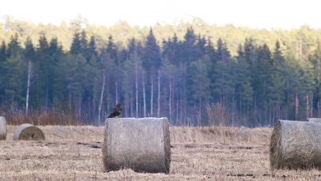 Mäusebussard-Ruht-Auf-Der-Heurolle,-Um-Zu-Beten