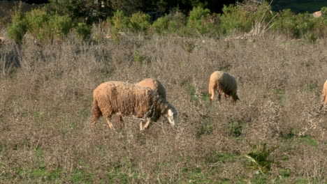 Herde-Von-Schafen,-Die-Sich-Unter-Sonnenlicht-Auf-Der-Wiese-Ernähren