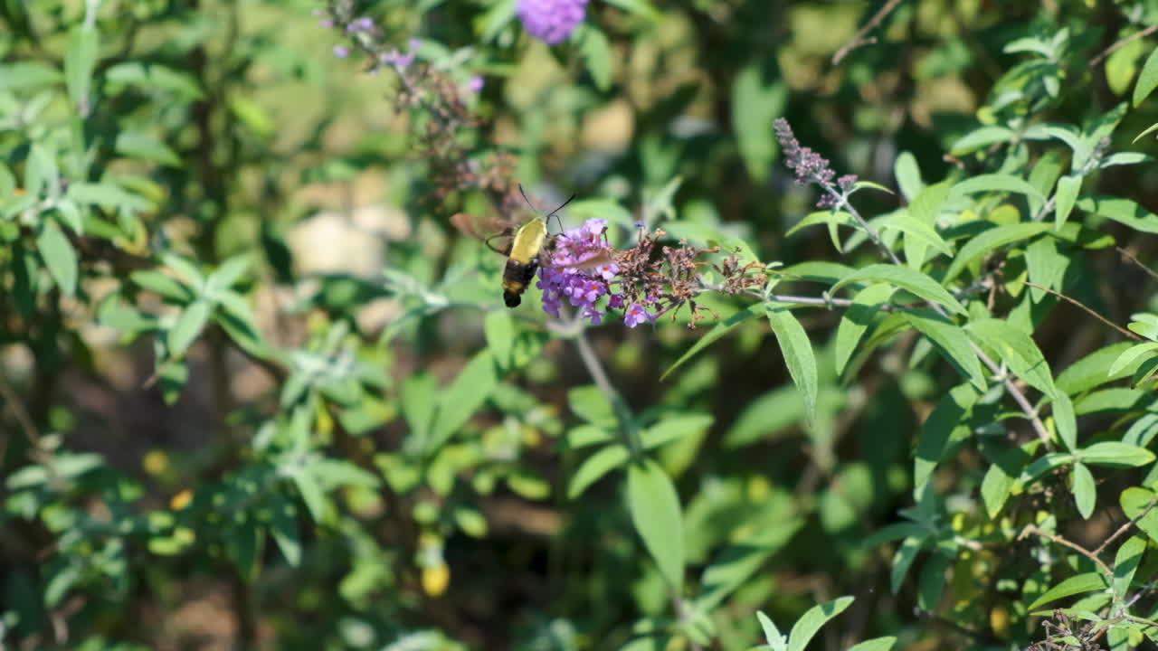 polilla de abeja colibrí en cámara lenta en arbusto de mariposas