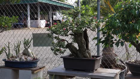 set of japanese bonsai tree