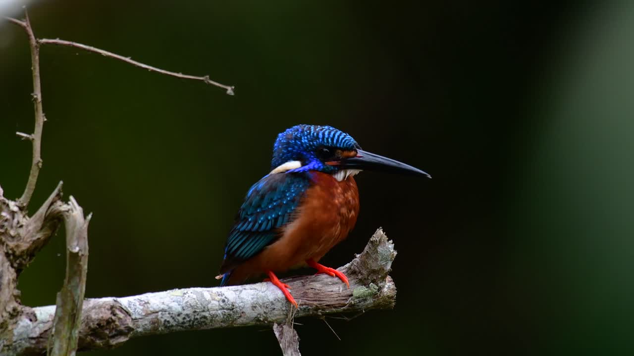 el martín pescador de orejas azules es un pequeño martín pescador que se encuentra en tailandia y es buscado por los fotógrafos de aves debido a sus hermosas orejas azules, ya que también es un pájaro lindo para observar