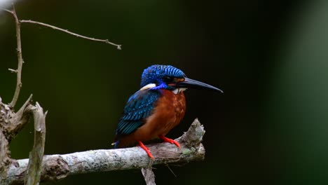 the blue-eared kingfisher is a small kingfisher found in thailand and it is wanted by bird photographers because of its lovely blue ears as it is also a cute bird to watch