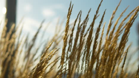 golden ornamental grasses swaying in front of a blurred water landscape in the sunlight