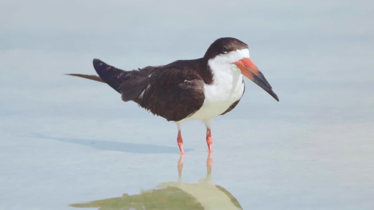블랙 스키머는 느린 동작으로 얕은 물 반사에서 호출을 닫습니다.