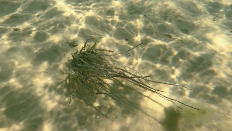 underwater plant at sand bottom in beautiful clear turquoise water