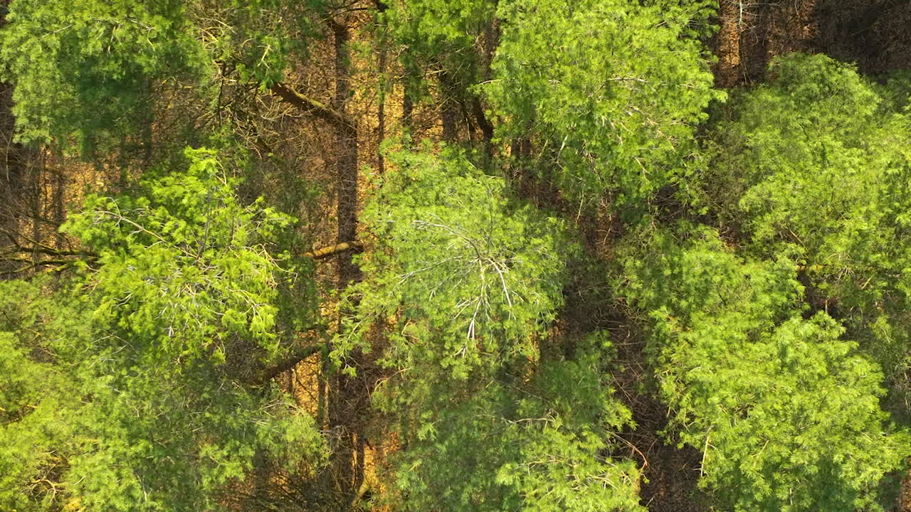 A top-down view of a forested landscape, highlighting the contrast between the lush green foliage of thriving trees and a solitary tree with pale, wilted branches