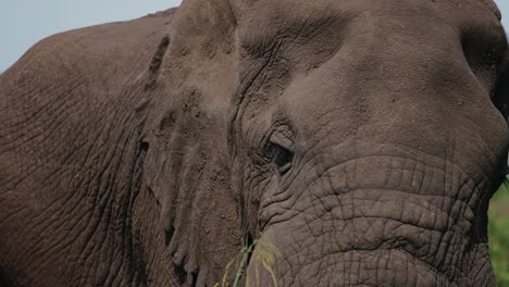 primer plano en la cabeza del viejo majestuoso elefante aleteando sus orejas