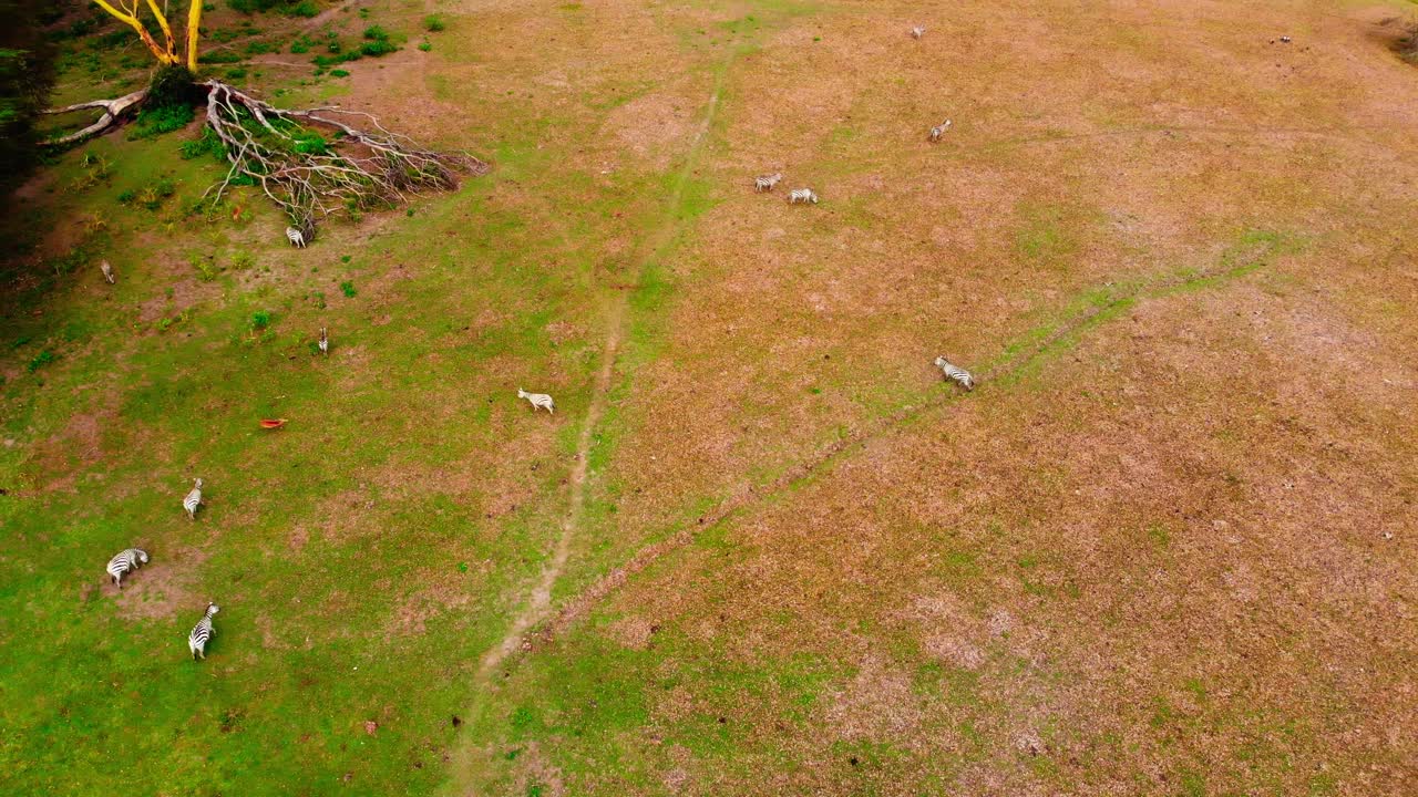 Zebras and Gazelles running with Lake Naivasha and Volcano in the background - Crane Shot in 4k
