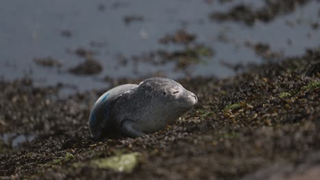 baby seal resting on the shore