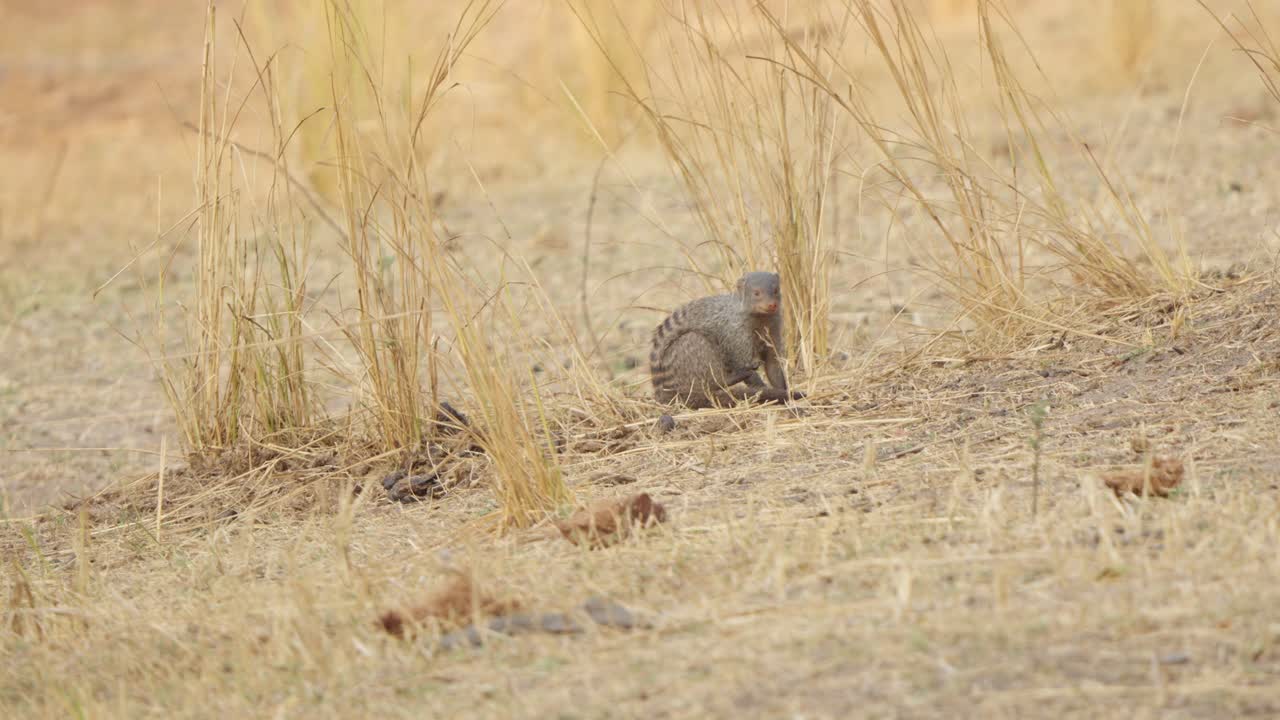 A banded mongoose (Mungos mungo) grooms its nether regions in the dry grassland before looking directly at the camera. A comical slow motion wildlife moment, Kruger National Park
