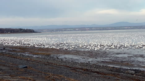 White-Geese-along-the-St-Lawrence-river---4k