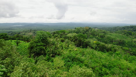 Fly-above-lush-green-trees-in-tropical-forest