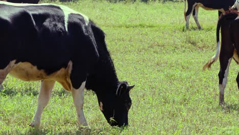 vacas que se alimentan de hierba en un campo