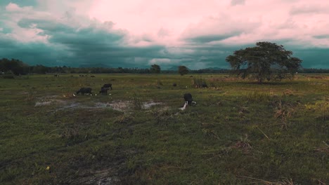 flying over half dry river reflecting the sky clouds in the still water and buffalos around - sunset time - tissamaharama - sri lanka