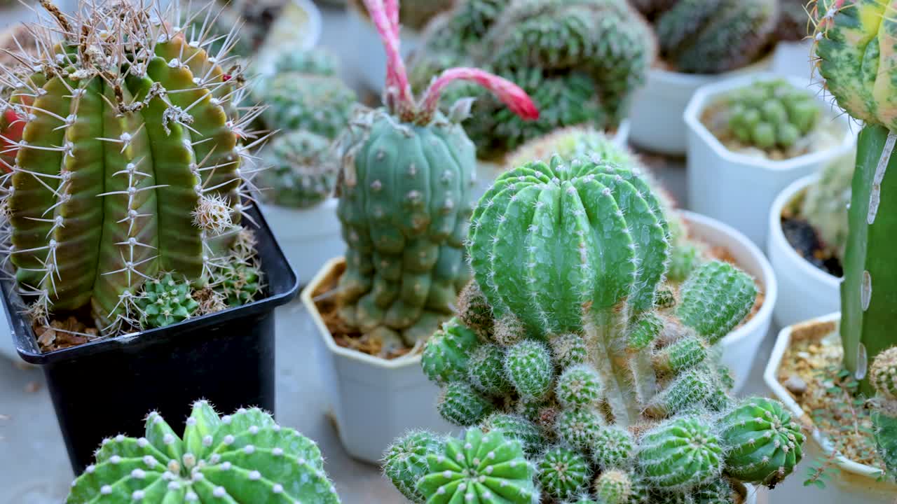 cactus vibrantes exhibidos en ollas en un mercado, mostrando diversas formas y colores bajo la luz natural