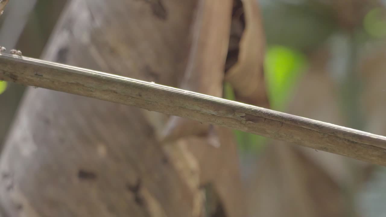 view of group of ants march along a tree branch, working together to carry small pieces of food back to their colony in a display of teamwork and cooperation