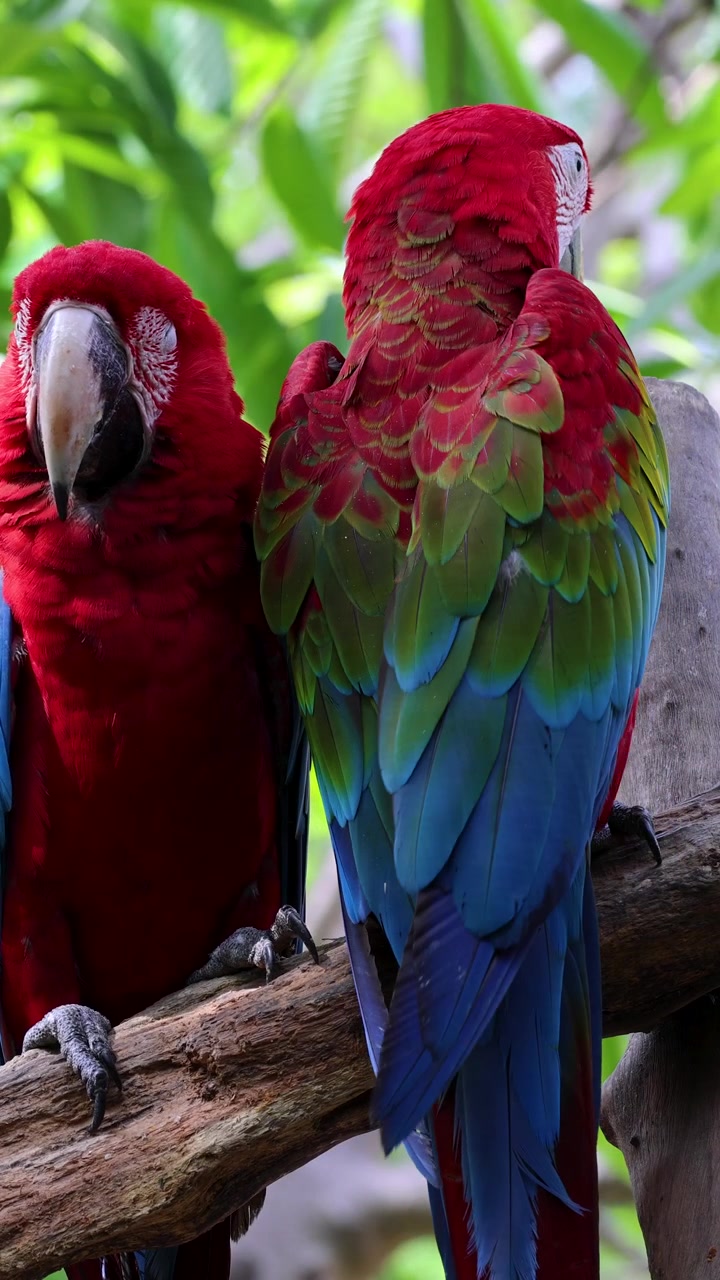 Due vivaci are aliverdi riposano vicine su un ramo, circondate da una lussureggiante vegetazione tropicale