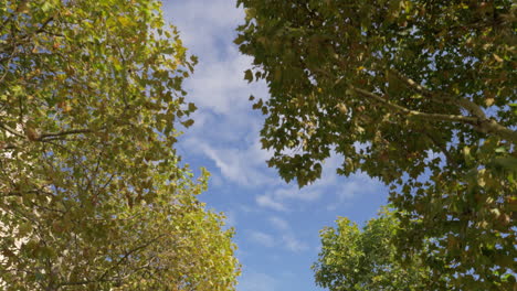 Caminando-En-El-Parque-De-Otoño-Con-Vistas-Al-Cielo-Y-A-Las-Copas-De-Los-árboles.