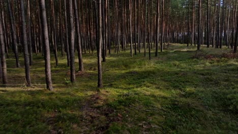 Von-üppigen-Grünen-Wäldern-Bis-Hin-Zu-Ruhigen-Waldgebieten-Fangen-Unsere-Aufnahmen-Die-Essenz-Der-Freien-Natur-In-Atemberaubenden-Details-Ein