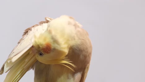 cockatiel grooming its feathers