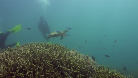 Two-scuba-divers-watching-a-hawksbill-sea-turtle-swim-from-a-hard-coral-reef-towards-the-surface