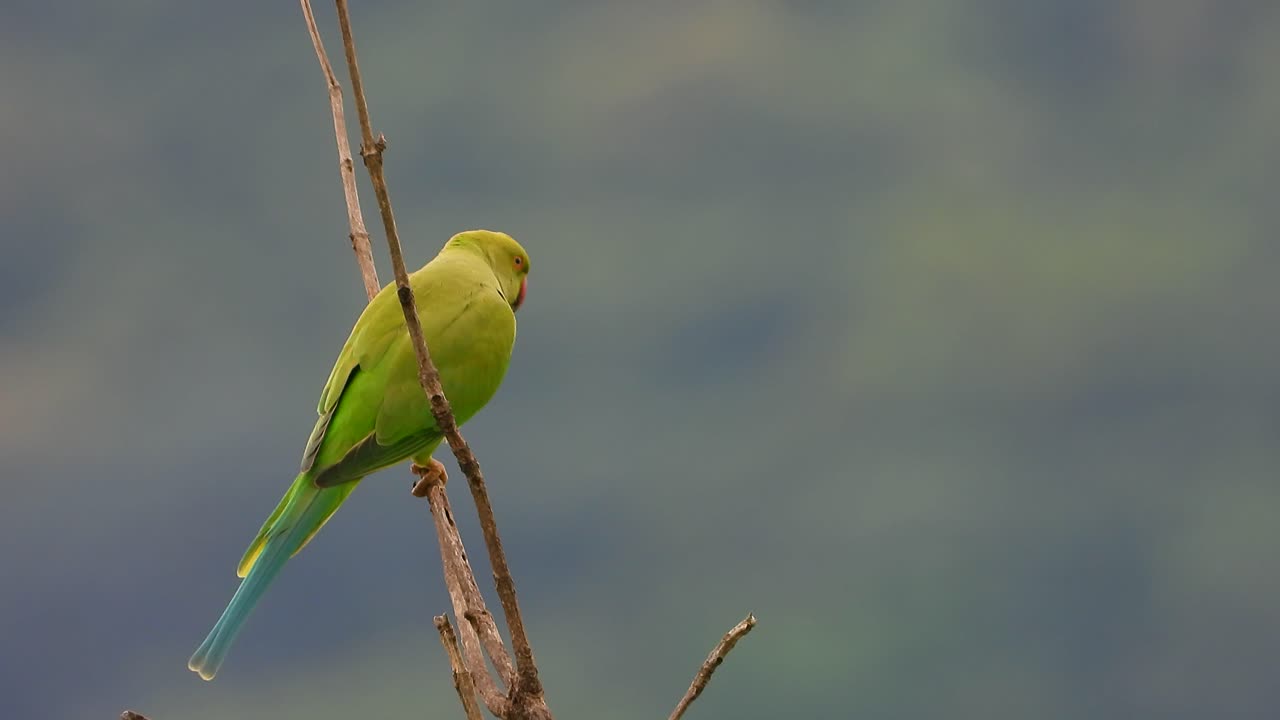 나무의 앵무새 uhd mp4 .