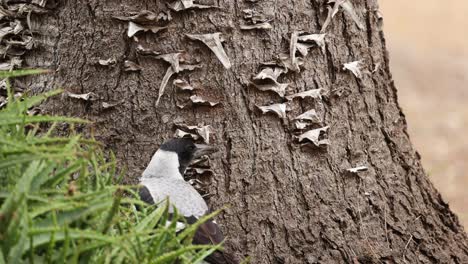 magpie pecking at tree trunk in melbourne